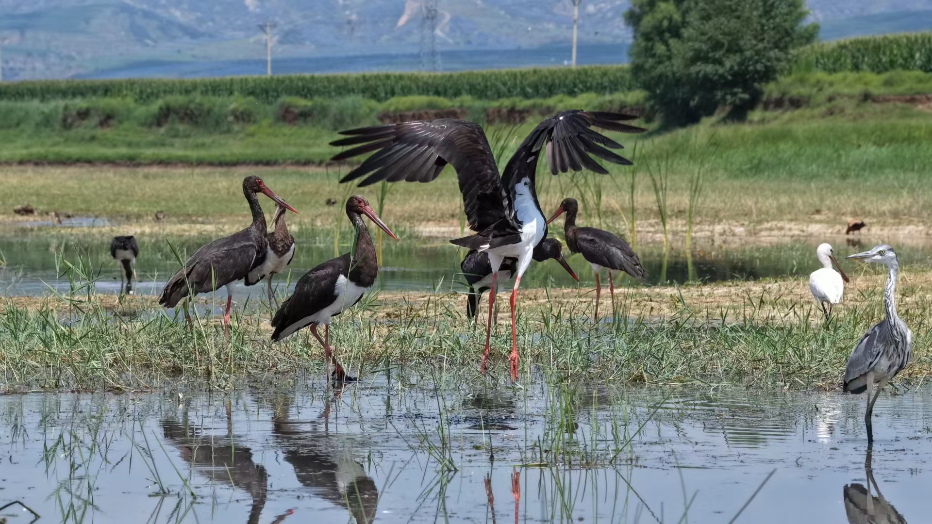 重磅官宣!北岳神溪濕地榮膺省級旅游度假區(qū) 永定河流域文旅融合再添標(biāo)桿 重磅官宣!北岳神溪濕地榮膺省級旅游度假區(qū) 永定河流域文旅融合再添標(biāo)桿